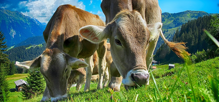 Närbild på två kor som betar